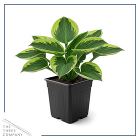 The Three Company Golden Tiara flower spikes rise above the foliage.