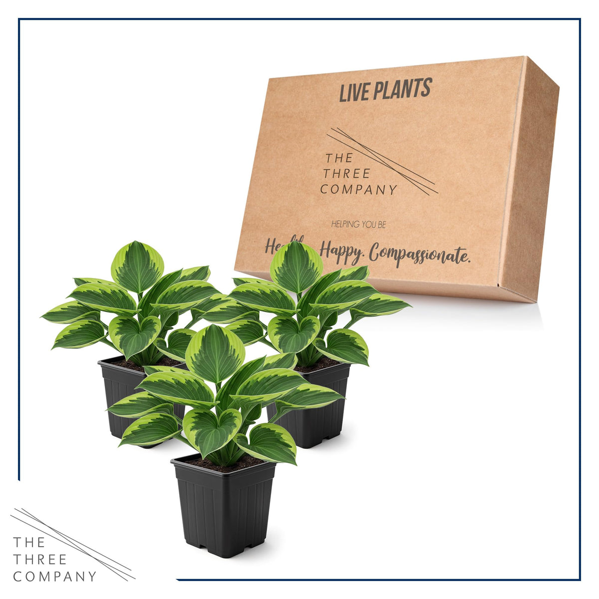 The Three Company Golden Tiara border planting for a layered garden look.