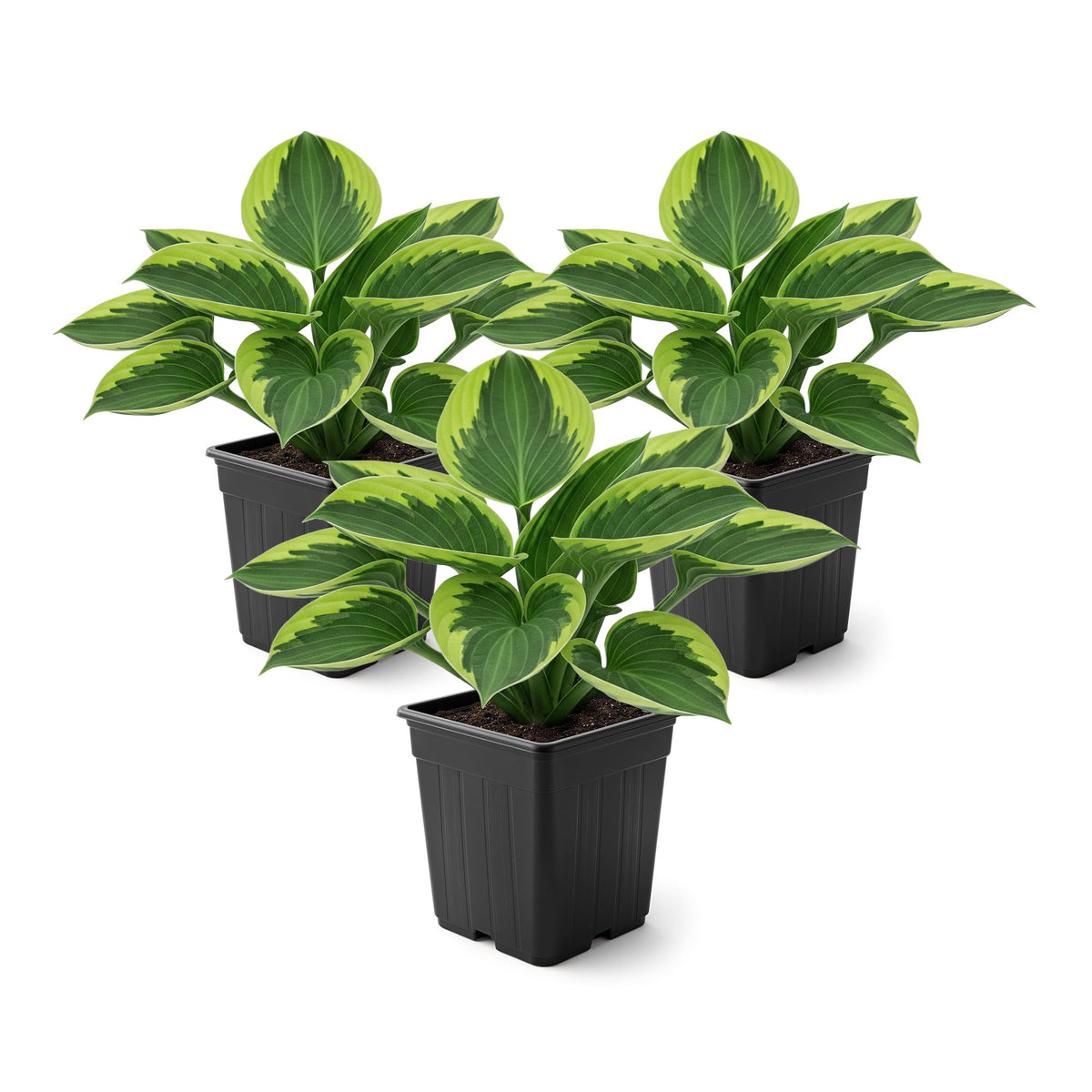 The Three Company Golden Tiara Hosta leaf close-up with green and gold margins for shade accents.