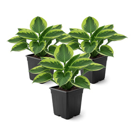 The Three Company Golden Tiara Hosta leaf close-up with green and gold margins for shade accents.