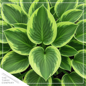 The Three Company Golden Tiara foliage forms a compact mound ideal for borders.