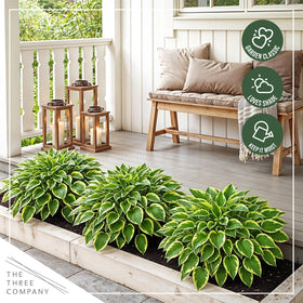 The Three Company Golden Tiara foliage color brightens a shady corner.