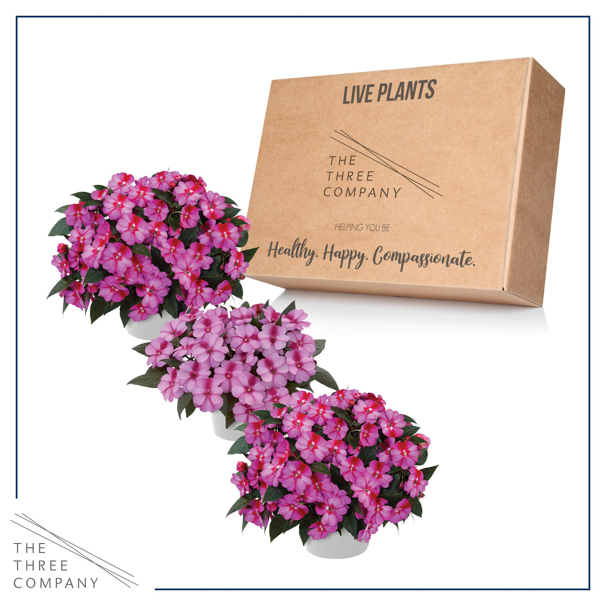 The Three Company Live plants—shipped fresh from our greenhouse for garden color