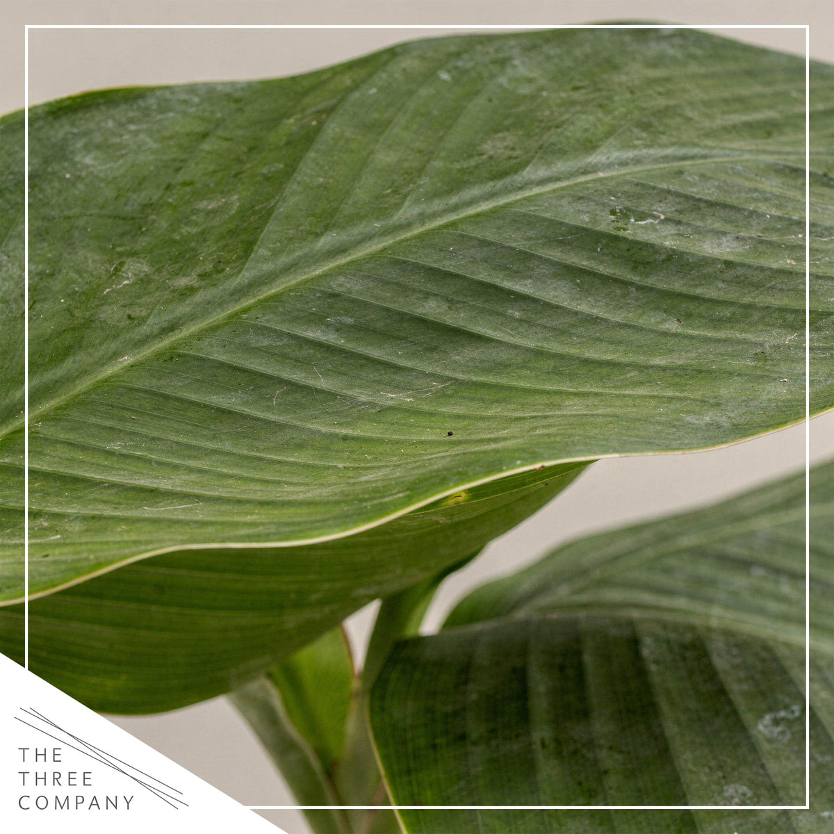 Musa Ever Red ornamental foliage close-up from The Three Company, showcasing dramatic green leaves.