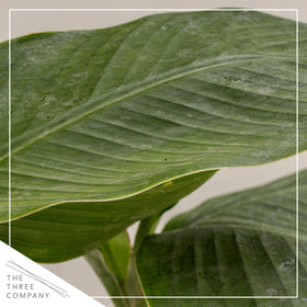 Musa Ever Red ornamental foliage close-up from The Three Company, showcasing dramatic green leaves.