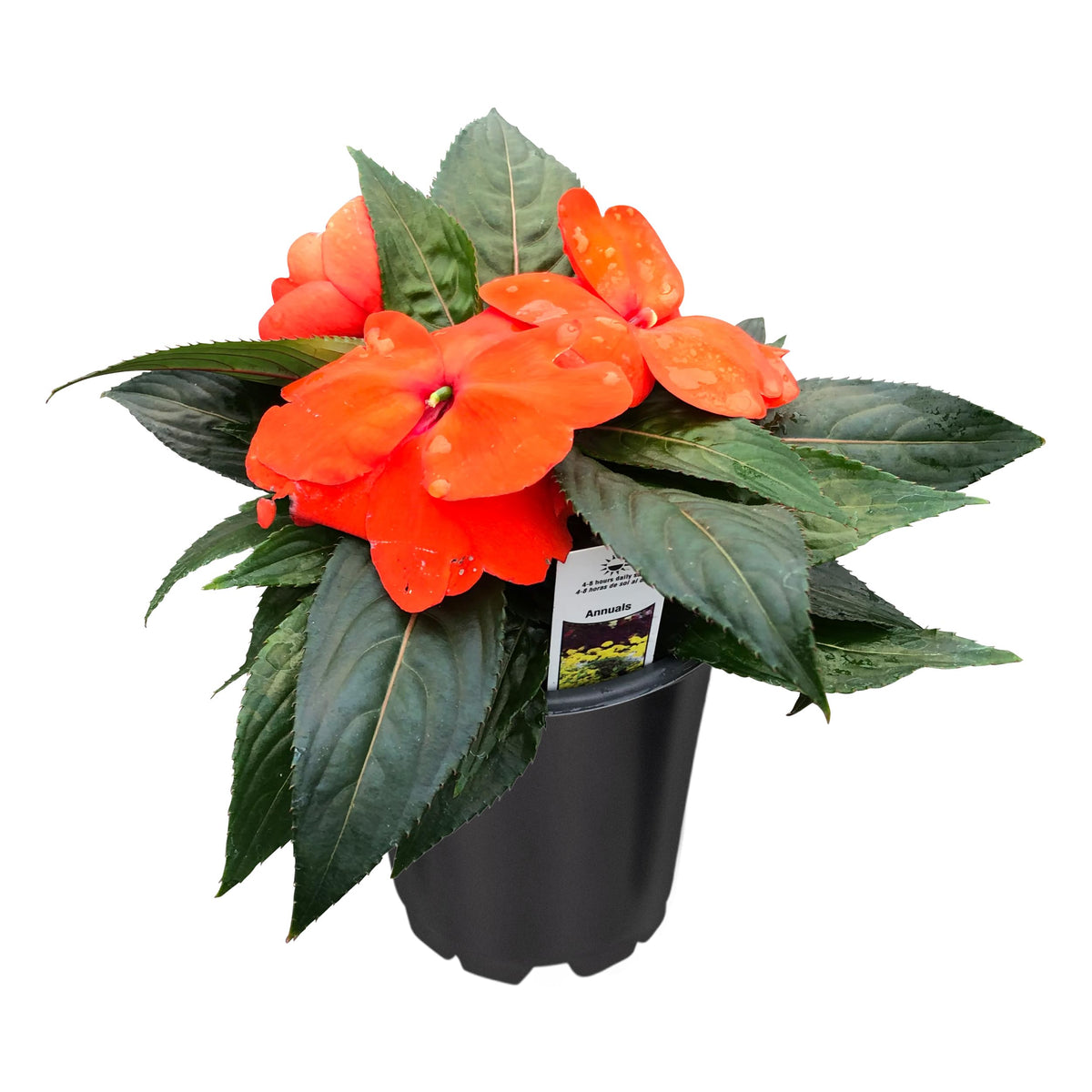 The Three Company New Guinea Impatiens close-up orange showcases vibrant petals.