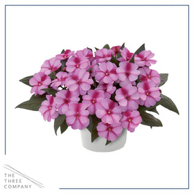 The Three Company New Guinea Impatiens heart-shaped petals—soft appeal for flower beds