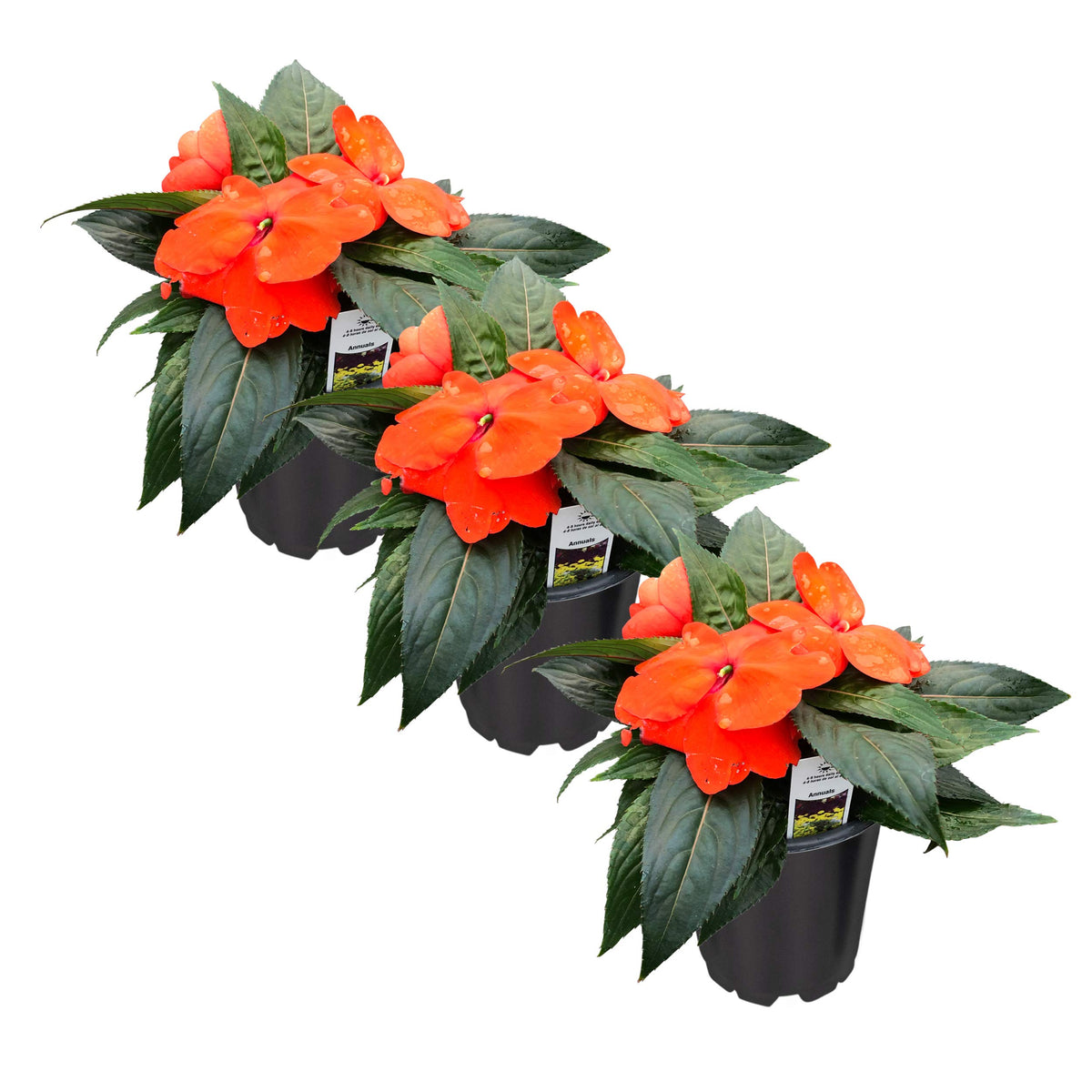 The Three Company New Guinea Impatiens orange bloom enhances shade gardens with bright color.