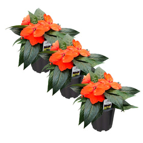 The Three Company New Guinea Impatiens orange bloom enhances shade gardens with bright color.