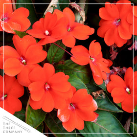 The Three Company New Guinea Impatiens orange leaves add lush color to shade landscapes.