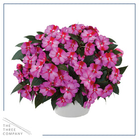 The Three Company New Guinea Impatiens pink-bicolor petals—eye-catching color for borders