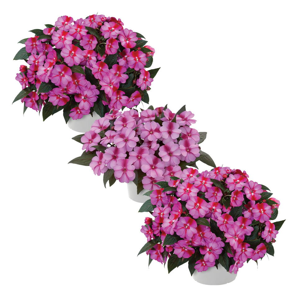 The Three Company New Guinea Impatiens pink front view—vibrant flowers for shade planting