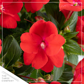 The Three Company red impatiens close-up highlights heart-shaped petals for shaded beds.