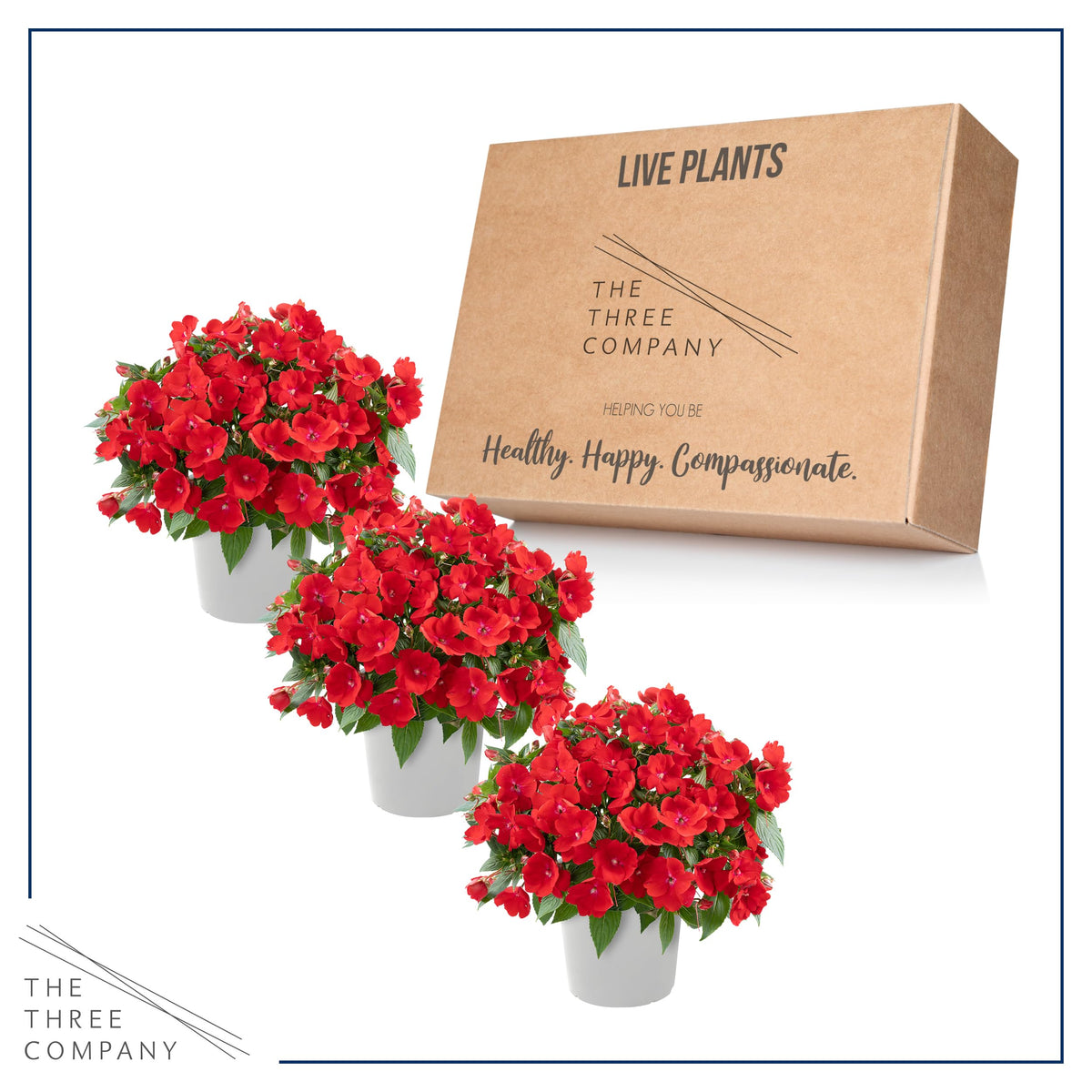 The Three Company pack of three impatiens ready to ship fresh from greenhouse.