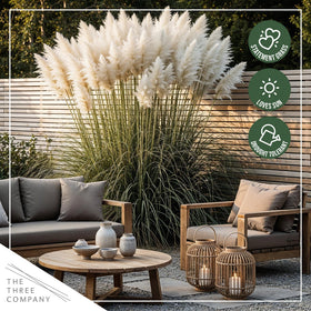 The Three Company pampas grass thrives in full sun and well-drained soil.