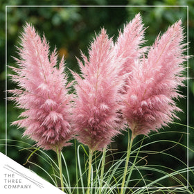 The Three Company pampas grass plume close-up shows soft texture and color.