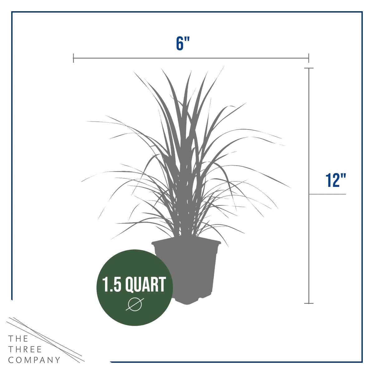 The Three Company pampas grass vivid pink and white plumes for arrangements.