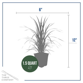 The Three Company pampas grass vivid pink and white plumes for arrangements.