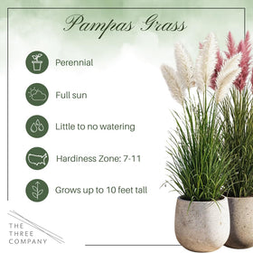 The Three Company pampas grass in a 1.5 qt pot ready to plant.