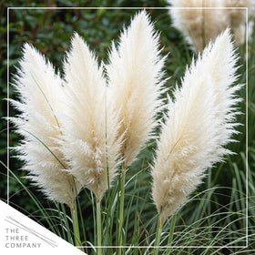 The Three Company pampas grass brightens a sunny border with movement.