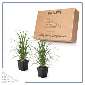 The Three Company pampas grass offers hardy, low-maintenance ornamental value.