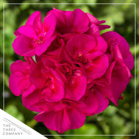 The Three Company pink geraniums closeup shows vibrant petals and healthy foliage