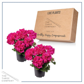 The Three Company pink geraniums bloom brighten balcony planters