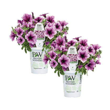 The Three Company Supertunia Bordeaux bloom closeup for bold color in beds.