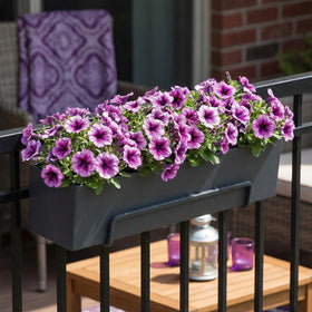 The Three Company Supertunia Bordeaux in garden bed with pollinator-friendly color.