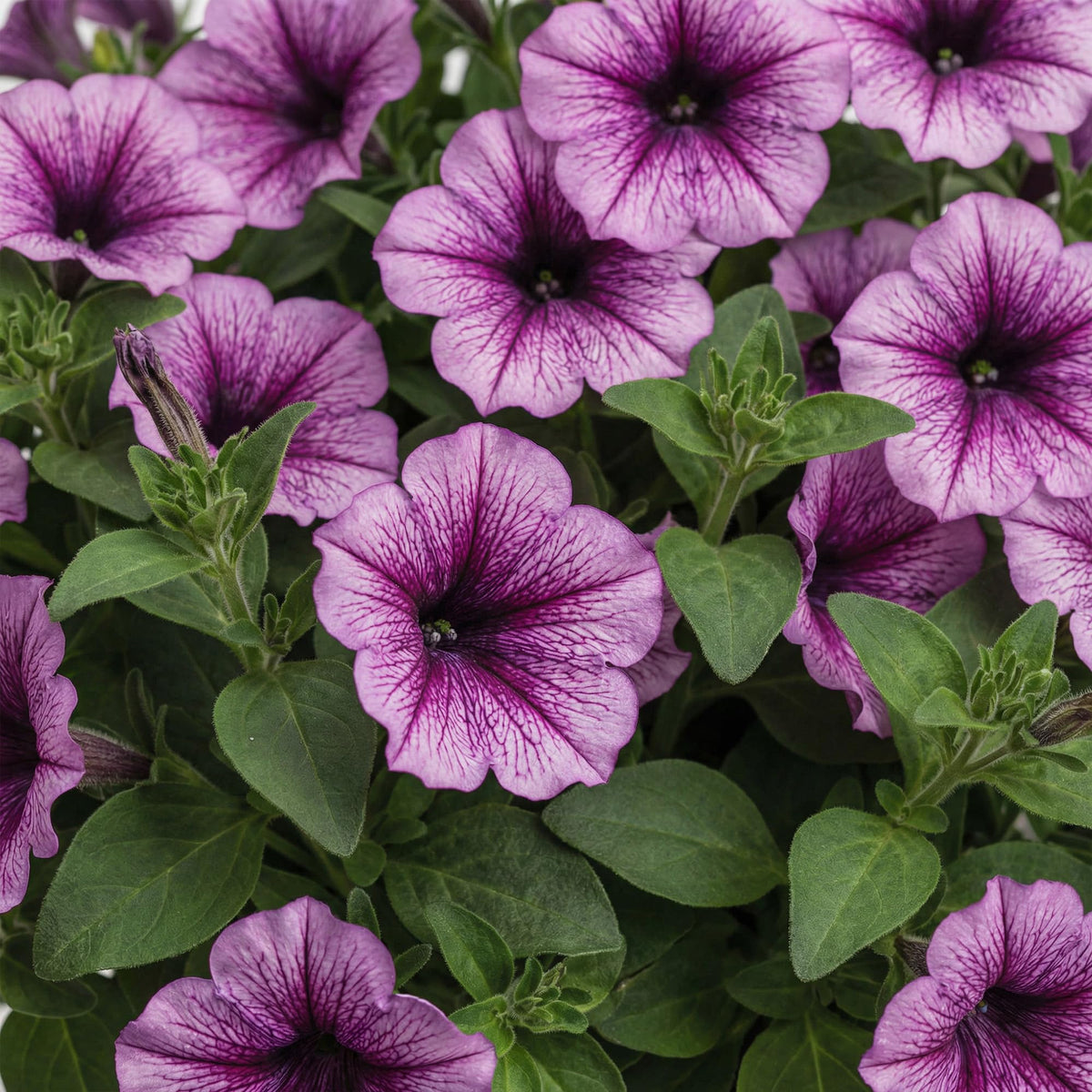 The Three Company Supertunia Bordeaux in hanging basket showcasing dramatic cascading blooms.