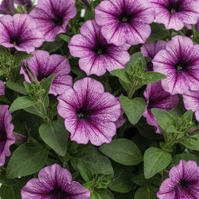 The Three Company Supertunia Bordeaux in hanging basket showcasing dramatic cascading blooms.