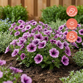 The Three Company Supertunia Bordeaux 6-inch pot ready for sunny borders.
