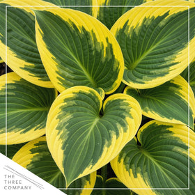 Queen Josephine hosta trio in a pot showing dense foliage and versatile planting.