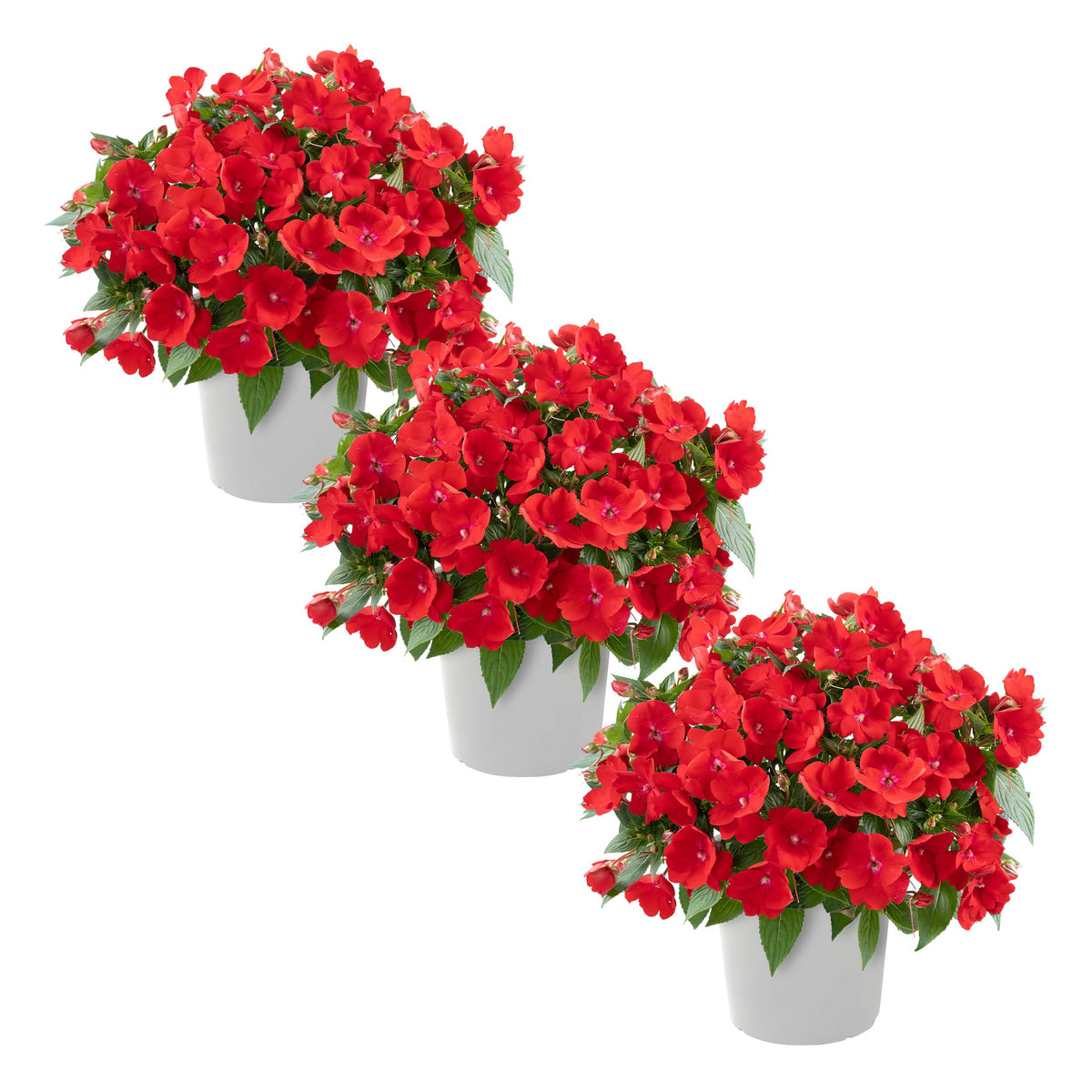 The Three Company red New Guinea Impatiens in a 1 Qt pot, bright color for borders.