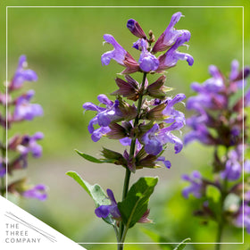 Sage leaves brighten butter and sauces with fresh herbal notes.
