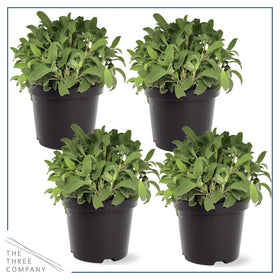 Container friendly sage for sunny patios from The Three Company.