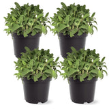 Live Sage Herb Plant (4-Pack) — Aromatic, Edible, 8-inch tall by 4-inch wide in 1 pint pot | The Three Company