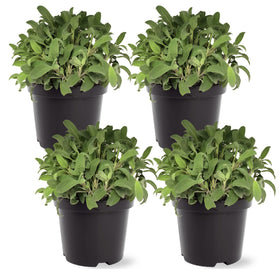 The Three Company sage leaf close-up highlighting aroma and flavor potential.