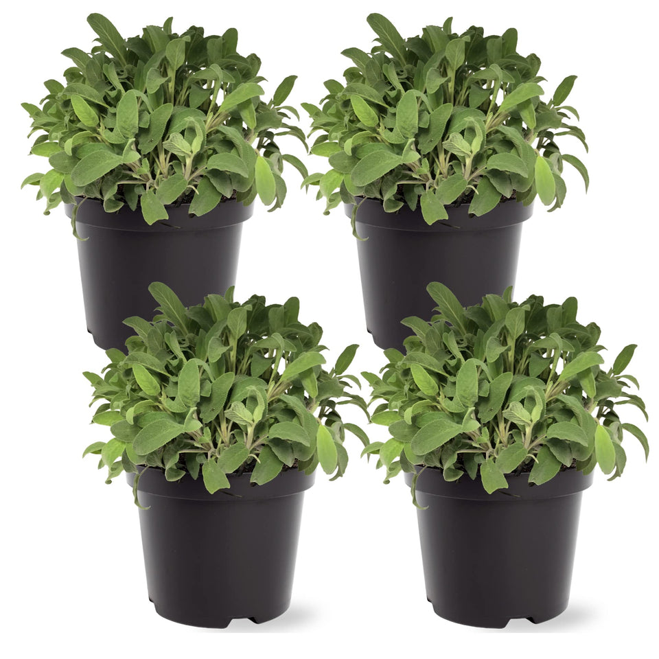 The Three Company sage leaf close-up highlighting aroma and flavor potential.