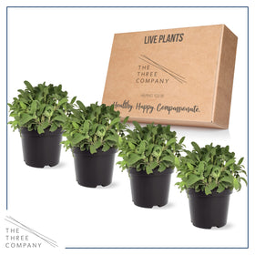 The Three Company sage pairs well with rosemary for a pungent garden.