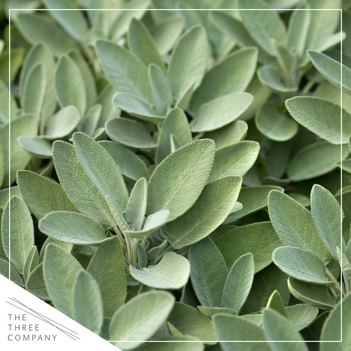 Live sage plant in a pint pot ready for indoor or outdoor use.
