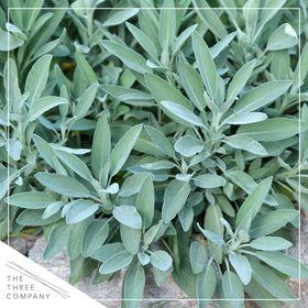 The Three Company sage enhances poultry and vegetables with earthy aroma.