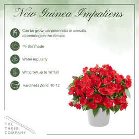 The Three Company impatiens ready for borders in shade, with quick-growing appeal.