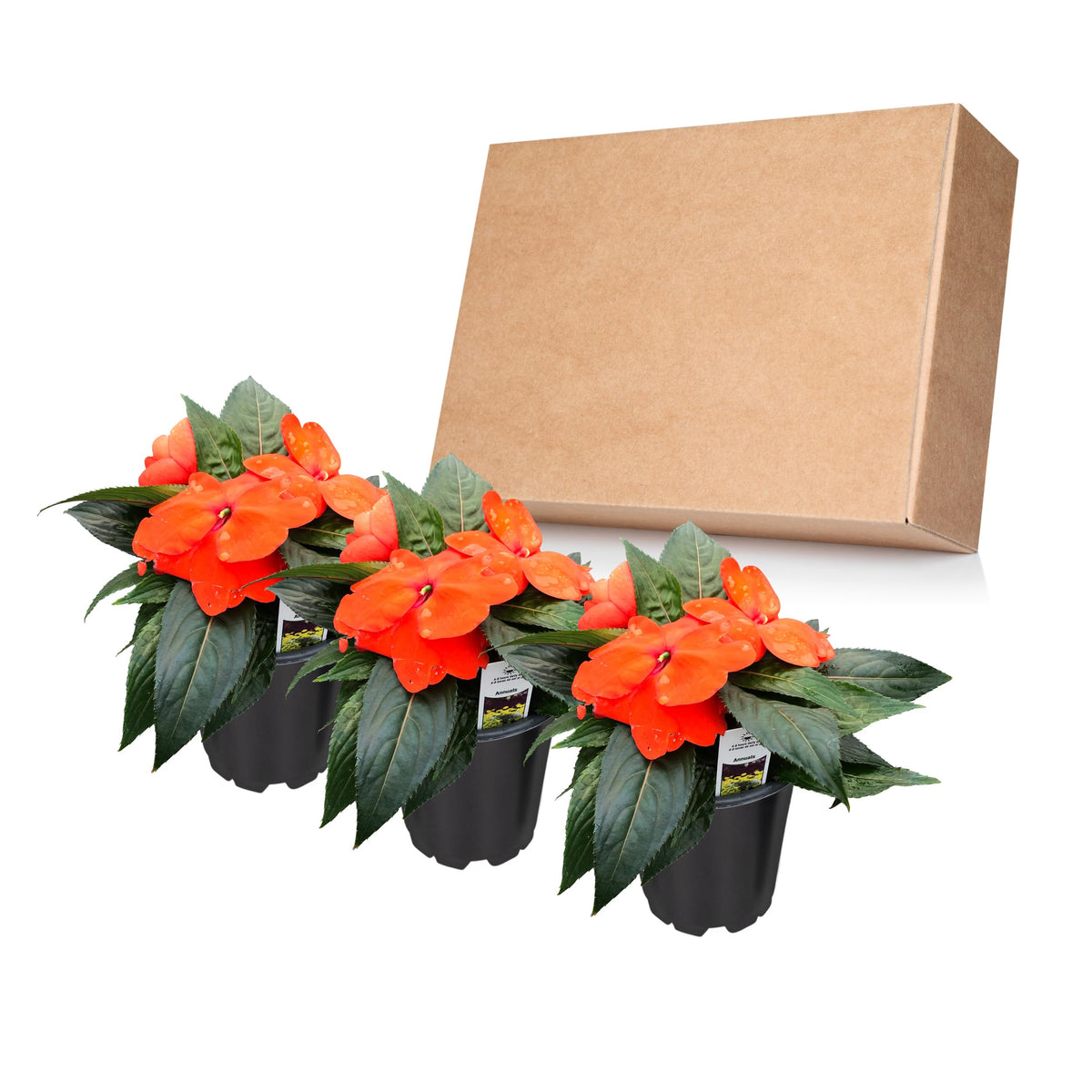 The Three Company shade-loving impatiens brighten walkways and shady patios.