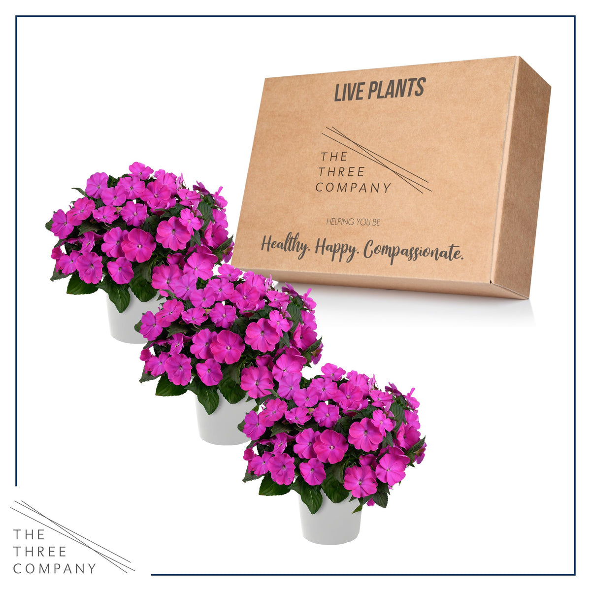 Shade-loving impatiens from The Three Company add long-lasting color along walkways.