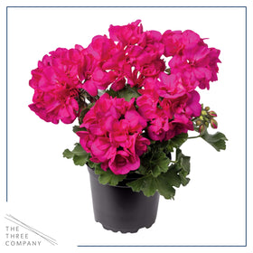 The Three Company spring color zonal geraniums thrive in full sun