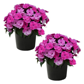 The Three Company Sunpatiens Purple bloom adds bright color to patios
