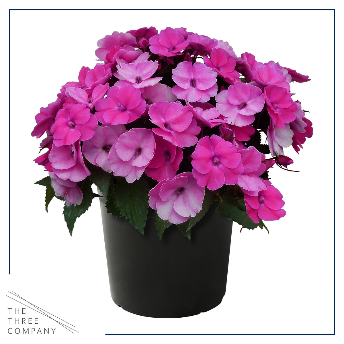 The Three Company Sunpatiens Purple in container for balconies