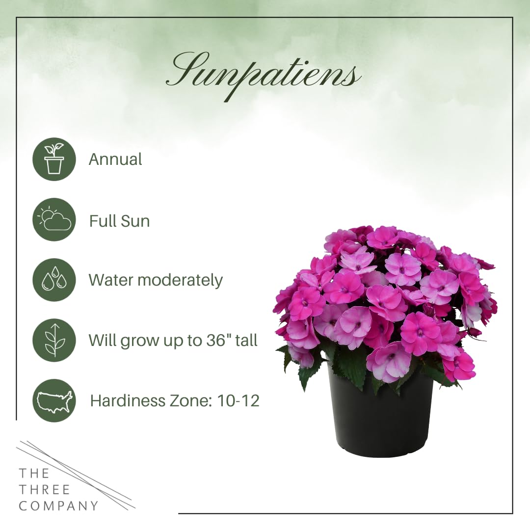 The Three Company Sunpatiens Purple leaves create verdant contrast