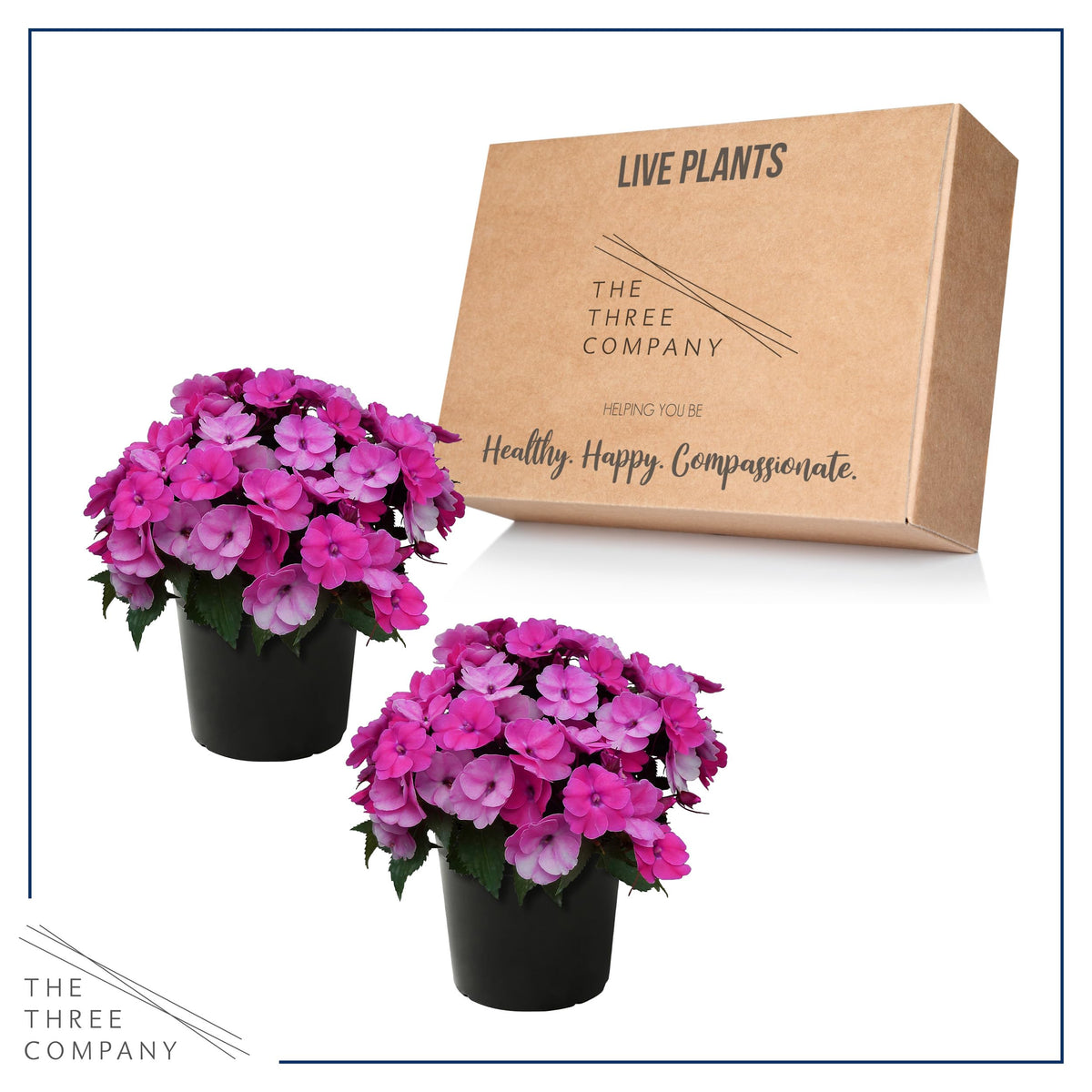 The Three Company Sunpatiens Purple patio display adds vibrancy